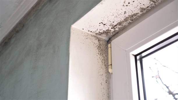 Best Commercial Mold Removal  in Sheridan, IN