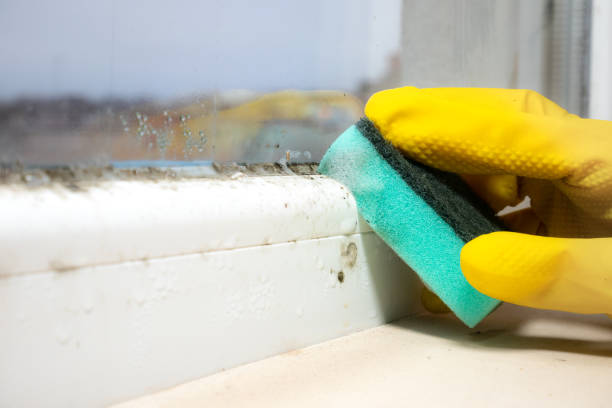 Best Certified Mold Removal  in Sheridan, IN
